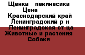 Щенки - пекинесики › Цена ­ 3 000 - Краснодарский край, Ленинградский р-н, Ленинградская ст-ца Животные и растения » Собаки   